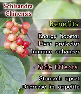 Health benefits and side effects of Schisandra Chinensis