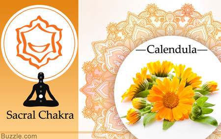 sacral chakra and calendula herb