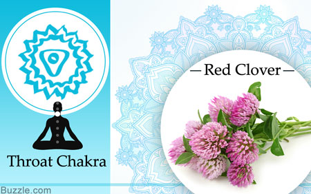 Throat chakra and red clover herb