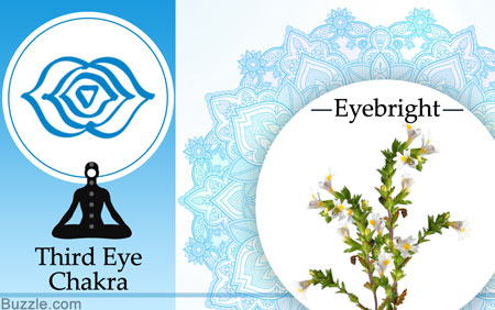 Third eye chakra and eyebright herb