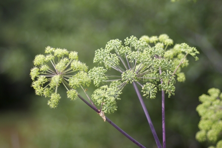 angelica