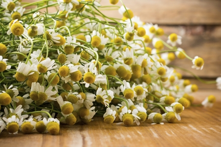 chamomile