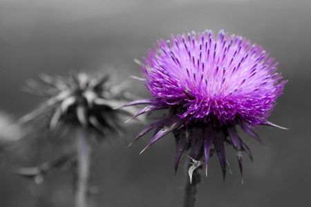 milk thistle