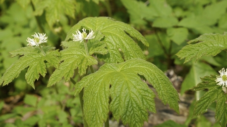 goldenseal