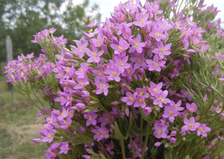 centaury