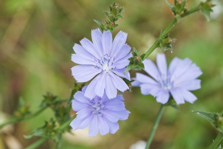 chicory