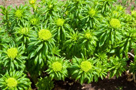 Rhodiola rosea