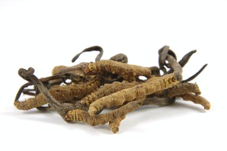 Cordyceps Sinensis