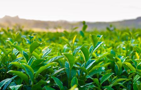 Camellia Sinensis