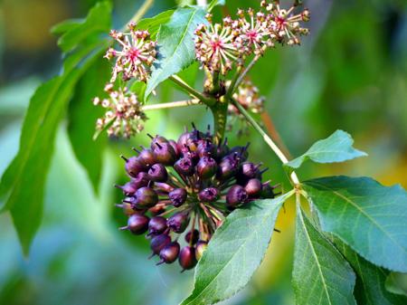 Siberian Ginseng