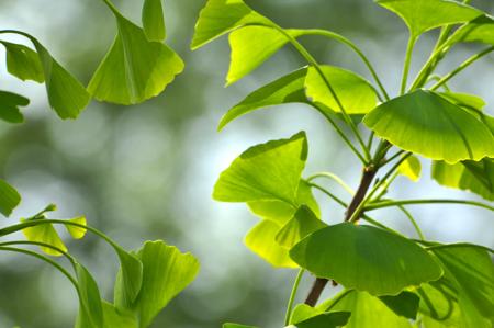 Ginkgo biloba