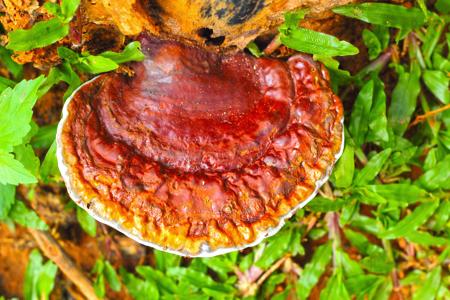 Reishi