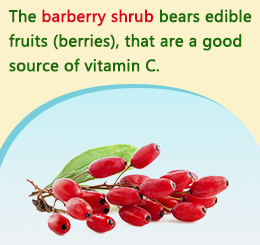 Health benefits of barberry