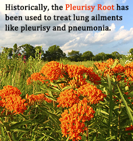 Medicinal uses of Pleurisy root
