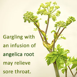 Health benefits of angelica herb