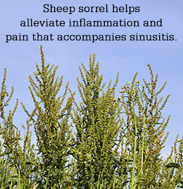 Health benefits of Sheep sorrel herb