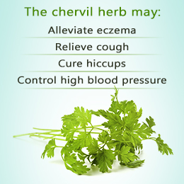 Chervil herb health benefits