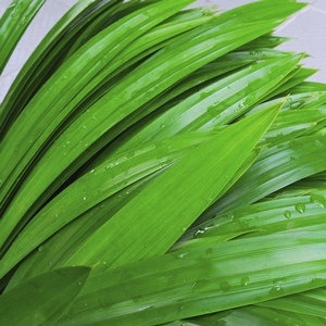 Pandan Leaves