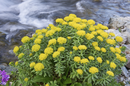 Rhodiola Rosea