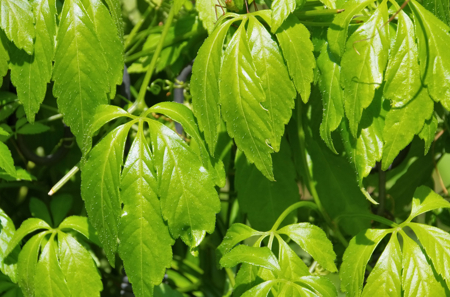 Gynostemma pentaphyllum