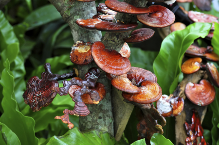 Ganoderma Lucidum