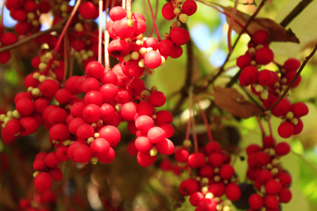 Schisandra Chinensis