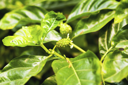 Morinda Citrifolia