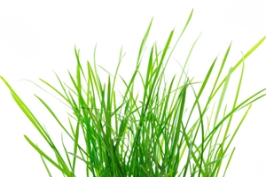 Sweet Grass