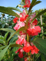 Red balsam close-up