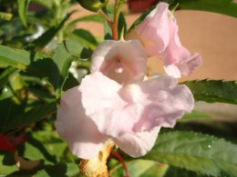 Pink balsam flower