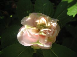 Double-pink camellia rose balsam  flower