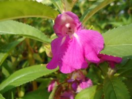 Fuchsia balsam flower