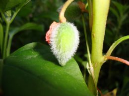 Balsam pod on the plant