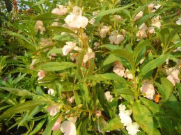 Pink balsam plant with flowers and pods