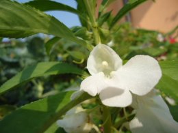 White balsam flower