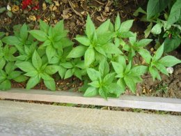 Row of balsam seedlings