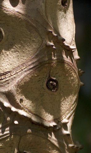 P. mello-barretoanum trunk closeup