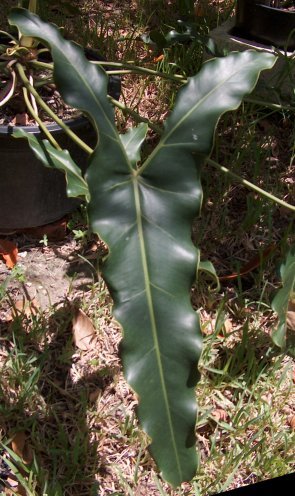 Philodendron stenolobum leaf