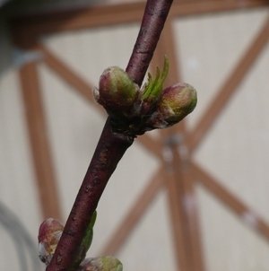 Image of two fat fruit buds flanking a leaf bud