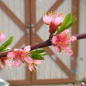 Image of peach flowers
