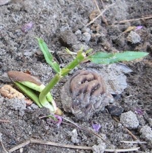 close up peach pit sprouted in garden