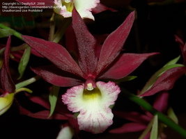 (C)DaylilySLP-Image of Phaiocalanthe  	Phaiocalanthe Kryptonite 'Chariots of Fire'
