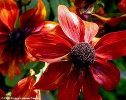 (C)Happenstance-Image of Rudbeckia hirta 	Black-eyed Susan, Gloriosa Daisy, Yellow Ox-eye Daisy 'Rustic Dwarfs Mix'