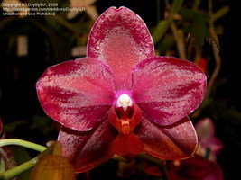 (C)DaylilySLP-Phalaenopsis Cordova