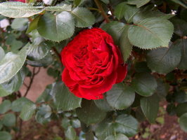 (C)kidndogs-Hybrid Tea Rose, Large-flowered Rose 'Traviata'