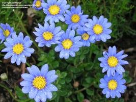 (C)tiffanya -Blue Daisy, Blue Marguerite 'Cape Town Blue'