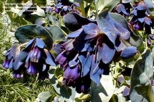 (C)busy_bee_or-Honeywort, Blue Shrimp Plant, Blue Wax Flower 'Kiwi Blue'