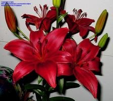 (C)tyke-Asiatic Lily 'Monte Negro'