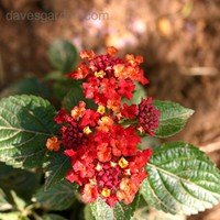 (C)melody_Lantana, Florida Mounding Red