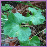 crisp green serrated leaves against purple foliage background